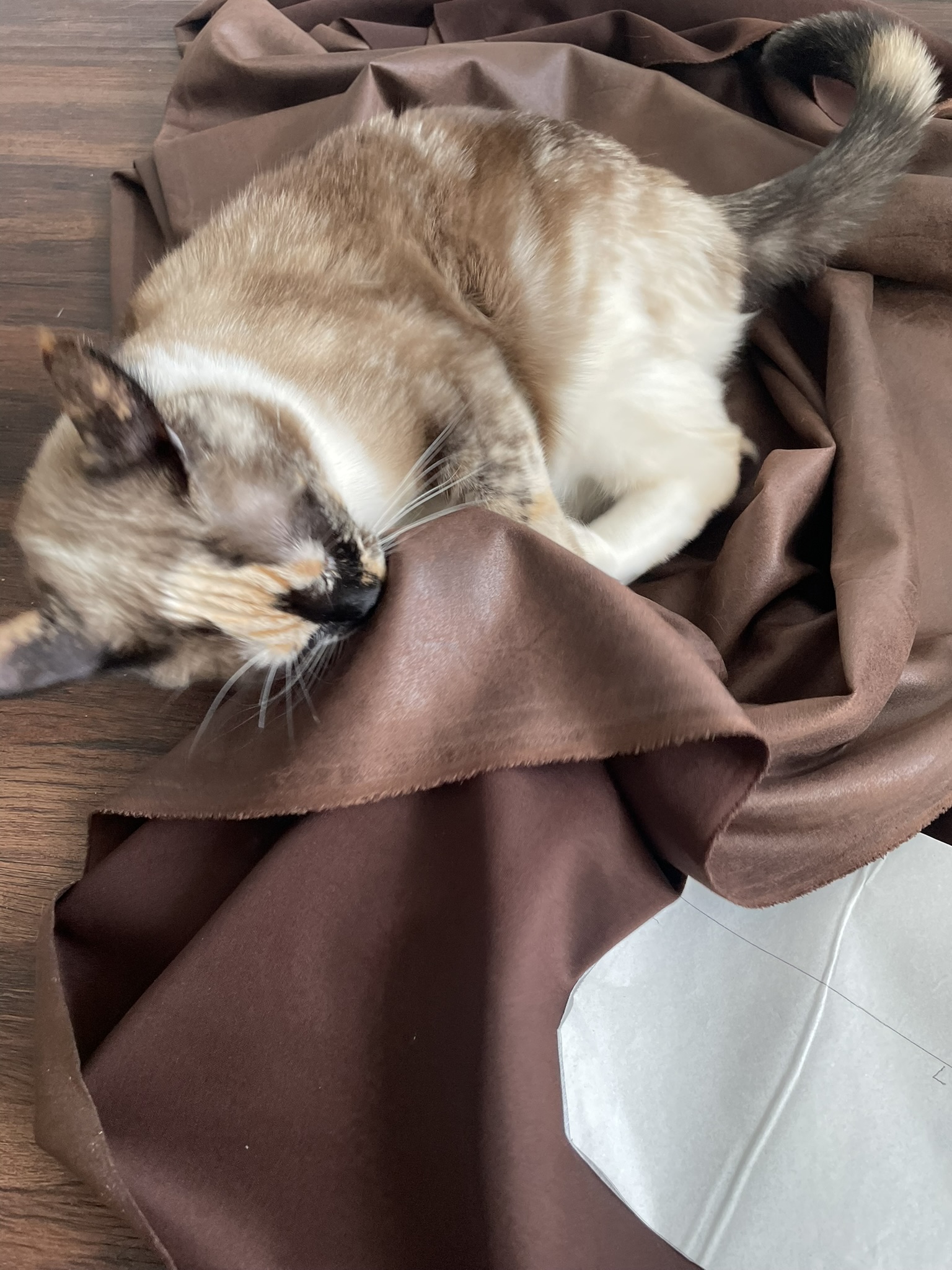 A seal-point calico cat wrestling with a swath of brown fabric.